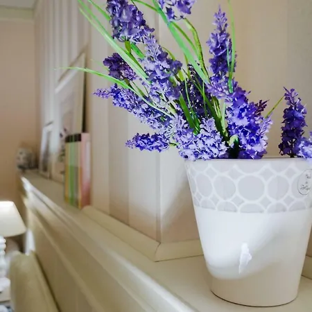 Serendipity بيسكارا